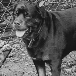 otis